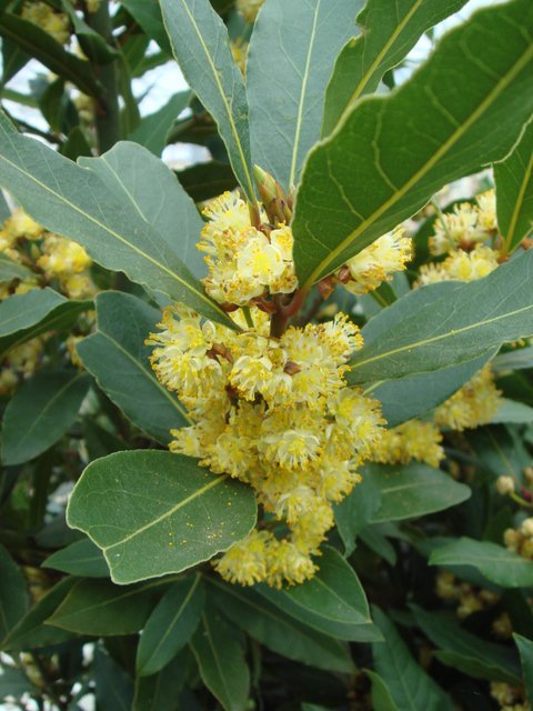 Laurus nobilis fleur